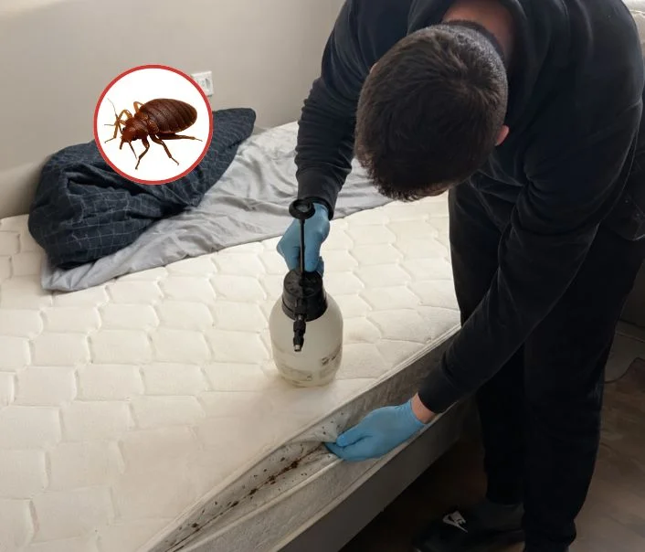 Technicien traitant un matelas contre les punaises de lit à Saint-Witz